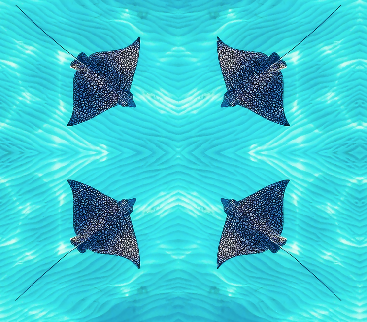 SPOTTED EAGLE RAY TOP