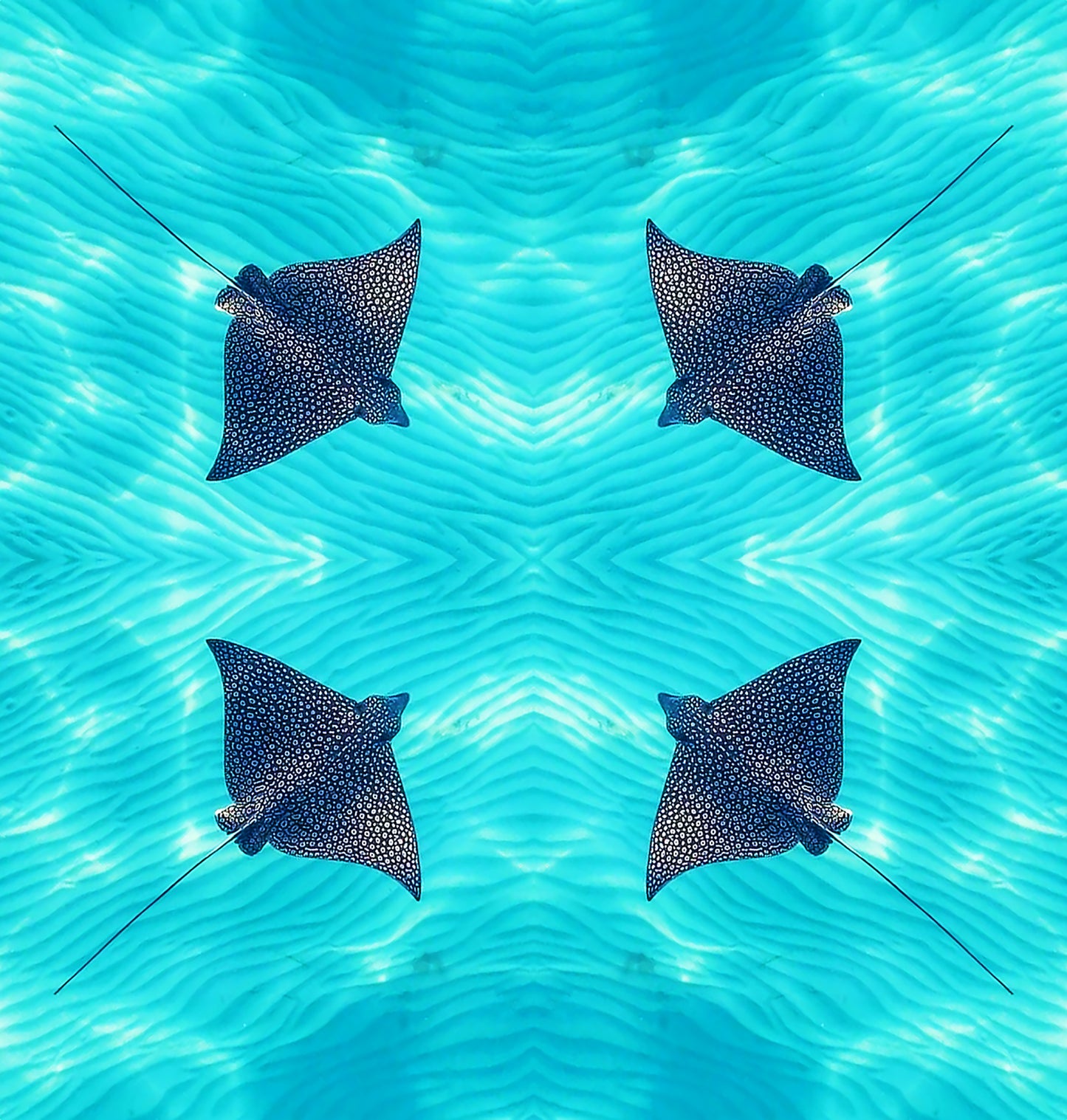 SPOTTED EAGLE RAY BOTTOMS